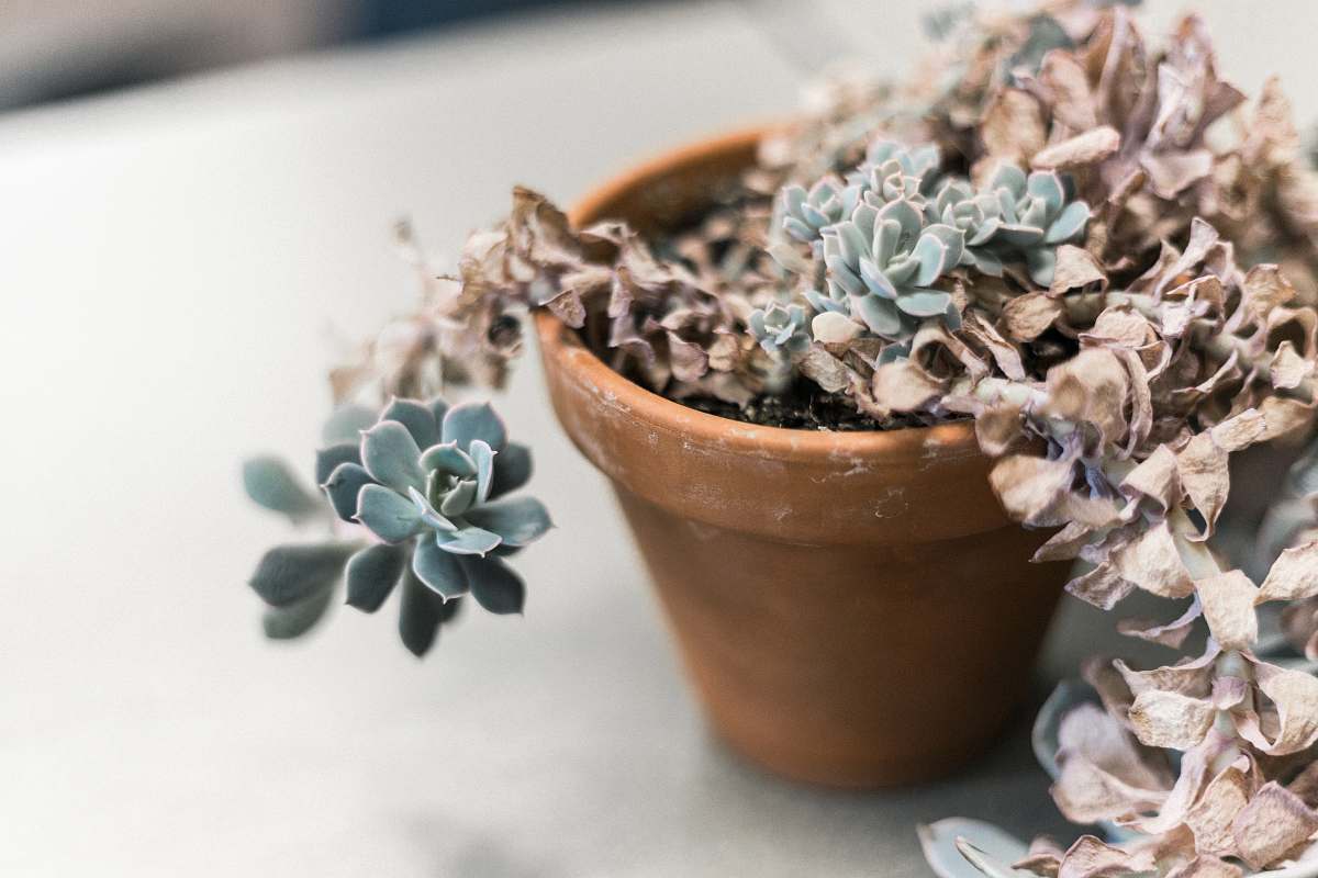 planter green succulent plant pot
