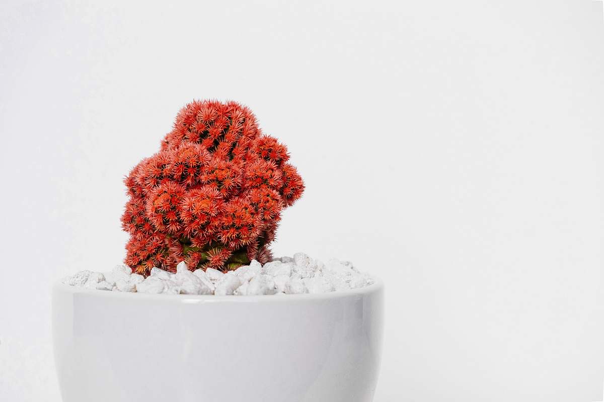 minimalist red cactus plant on white vase cactus