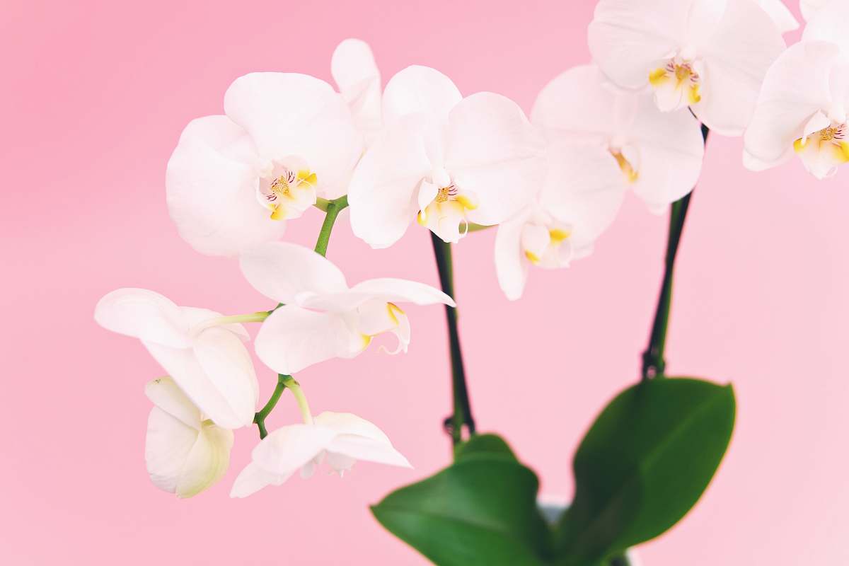 flower white Orchid flower pink