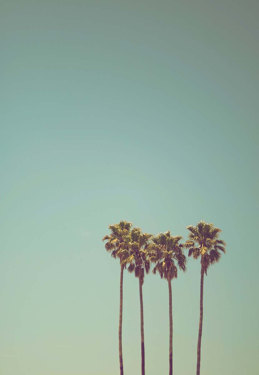 summer low angle photography of coconut trees palm