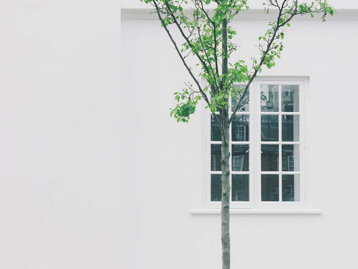 minimalist green leafed tree beside white concrete building with glass window london