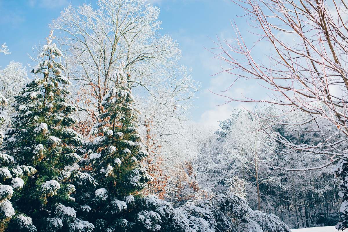 snow green pine trees during snow season ice