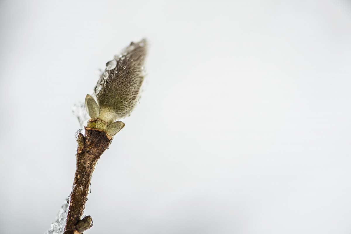 insect macro photography of green leaf butterfly