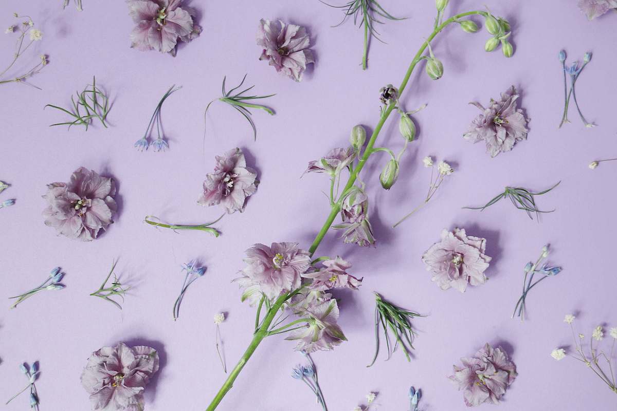 purple purple petaled flower decor durham