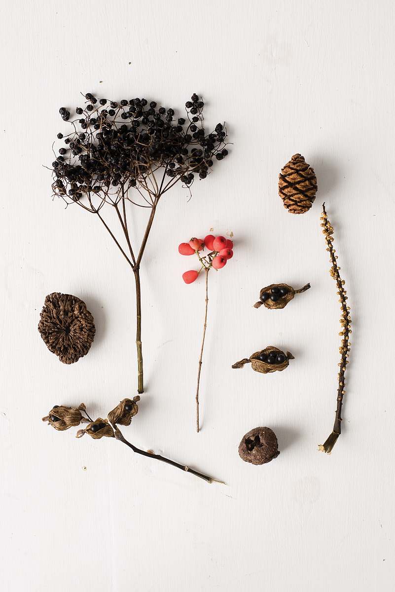 person pine cone and dried pepper seeds people