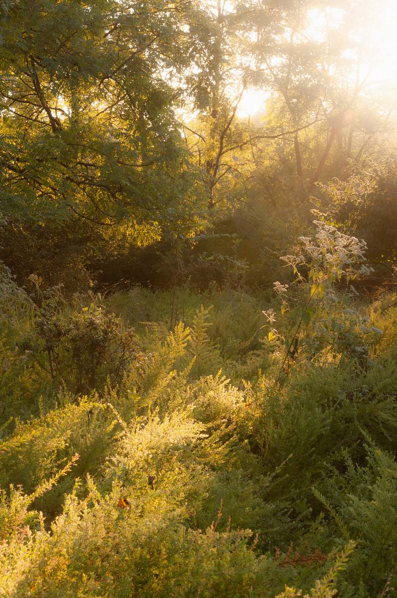 Immerse yourself in the tranquility of nature with this captivating image of a woman gracefully walking through a lush, light green forest. The sun filters through the vibrant leaves, creating a soothing atmosphere that evokes feelings of peace and serenity. Perfect for nature-themed projects, wellness blogs, or articles about outdoor adventures, this image captures the essence of a calming escape into the wilderness.