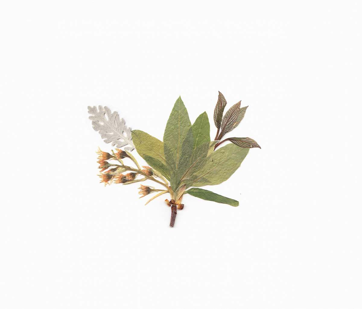 flora white, green, and brown petaled flowers leaf