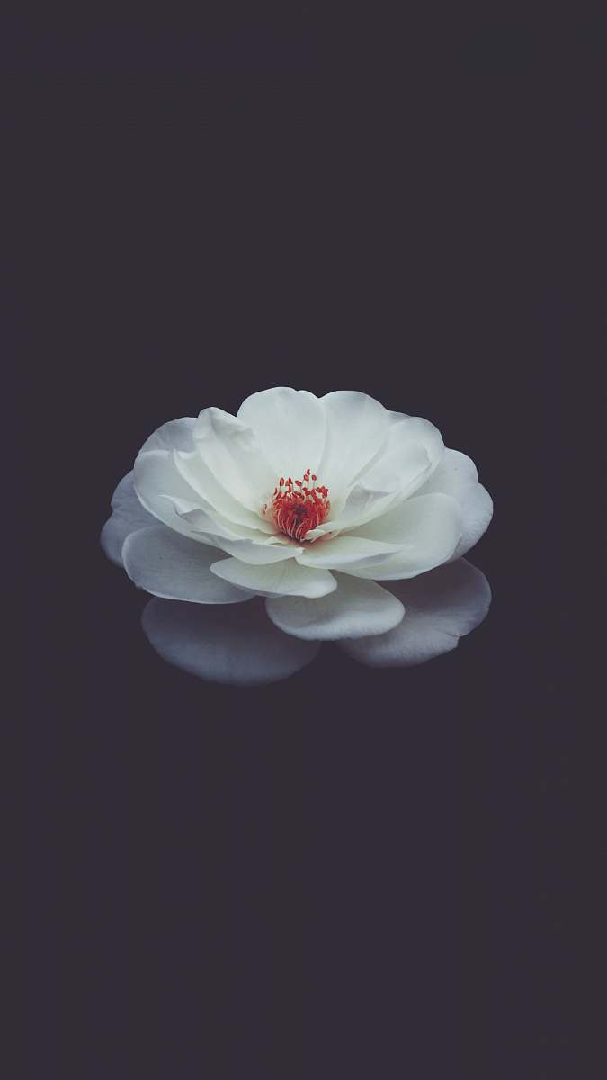 flower shallow focus photography of white petaled flower in water petal