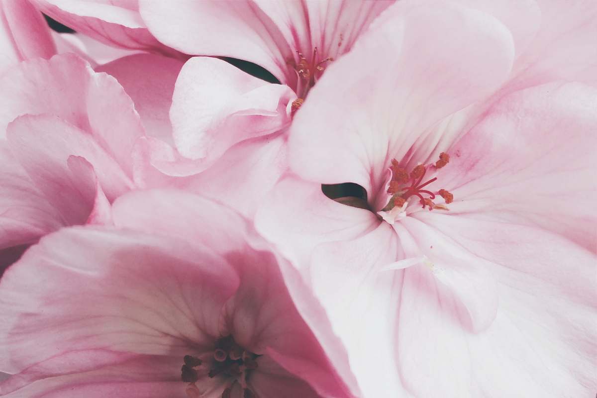 pink pink petaled flowers plant
