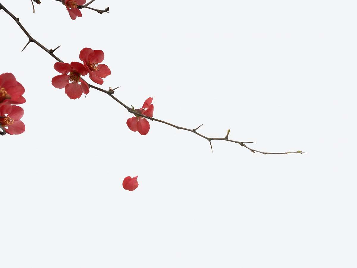 blossom red flowers cherry