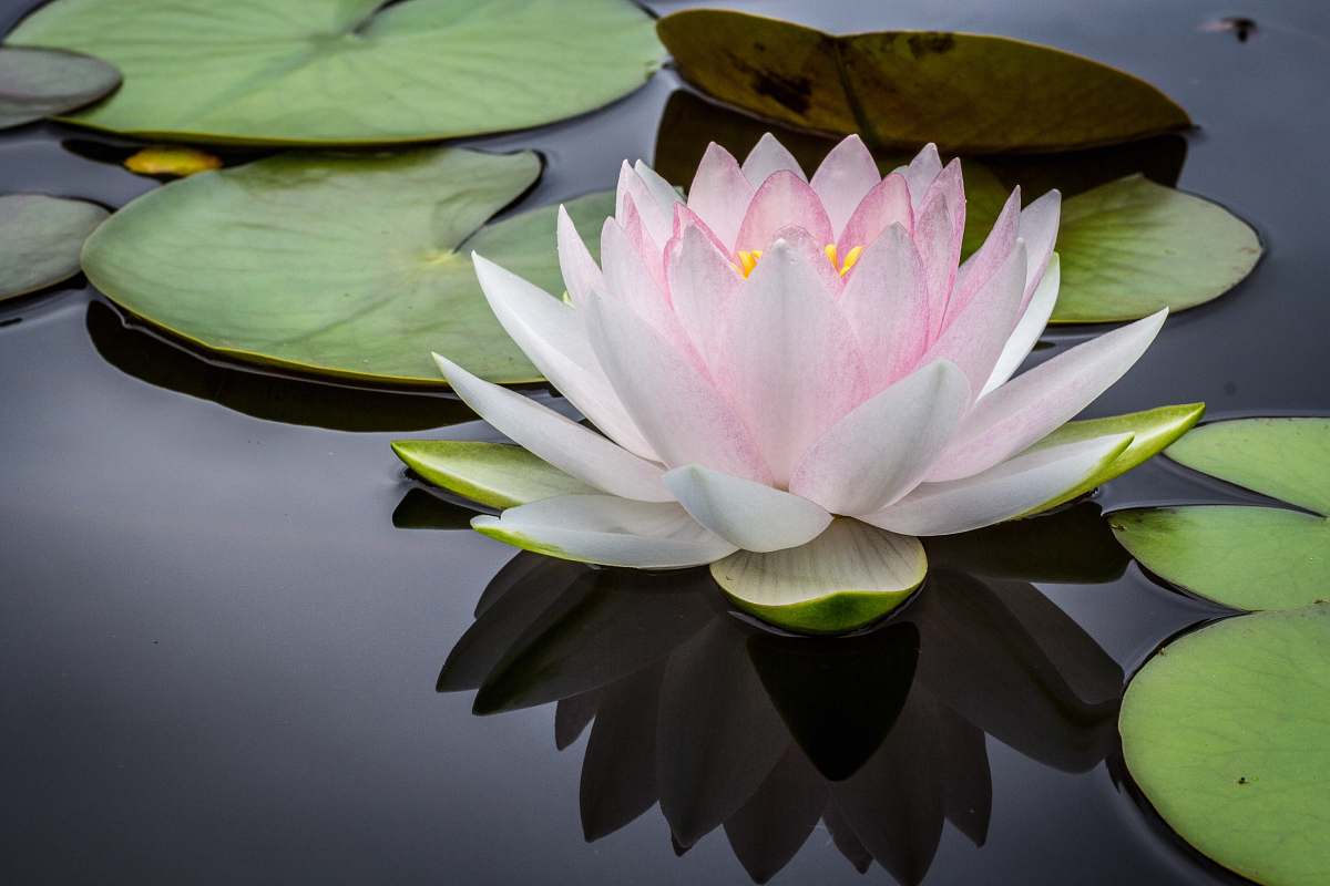 nature rule of thirds photography of pink and white lotus flower floating on body of water plant