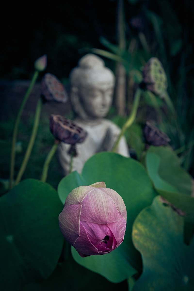 person shallow focus photo of flower flower