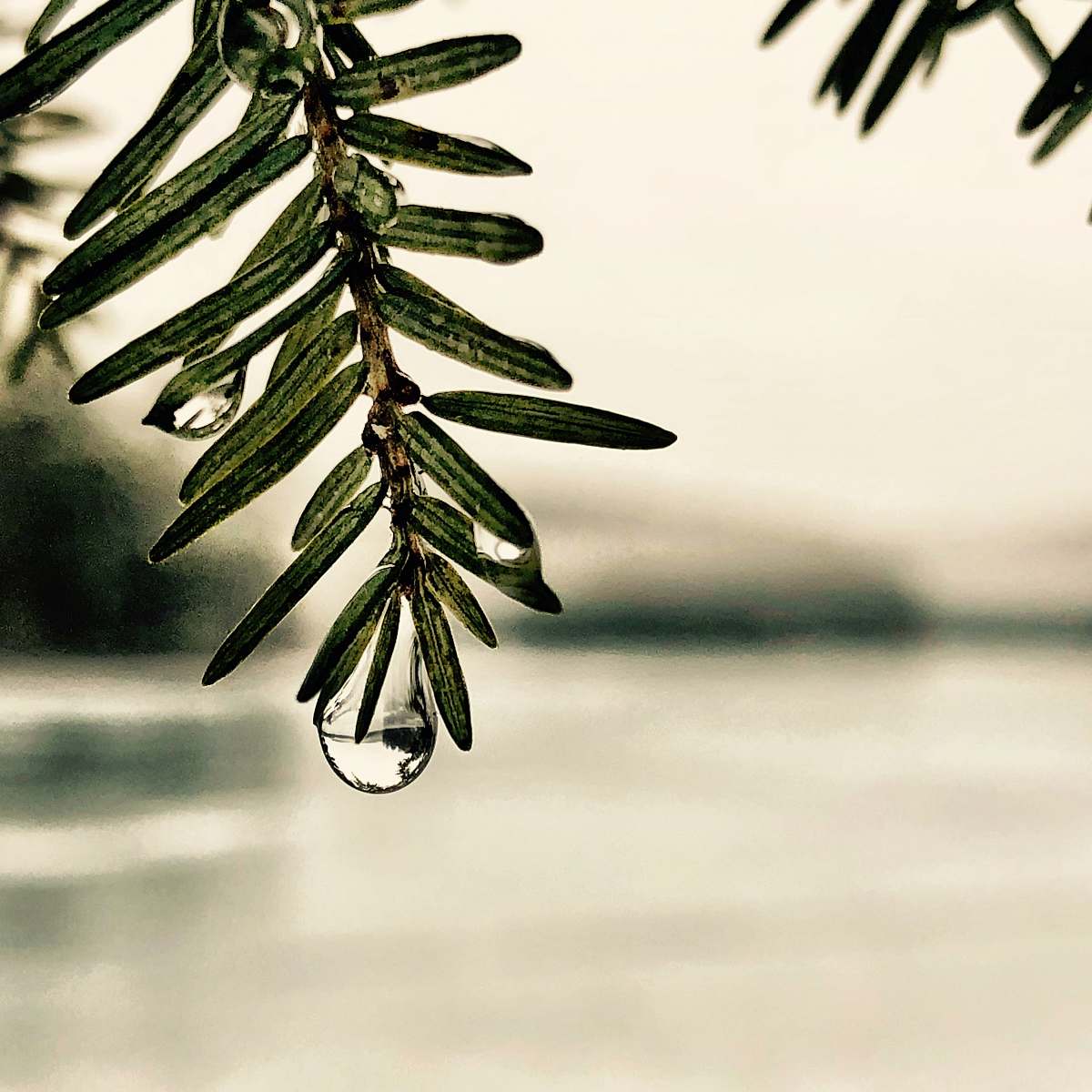 conifer shallow focus of green leaves with water droplets flora