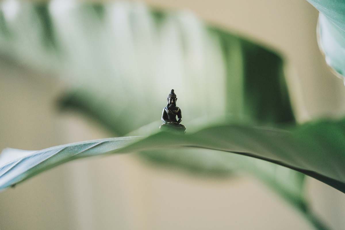 meditation selective focus photography of black Buddha figurine on green leaf zen