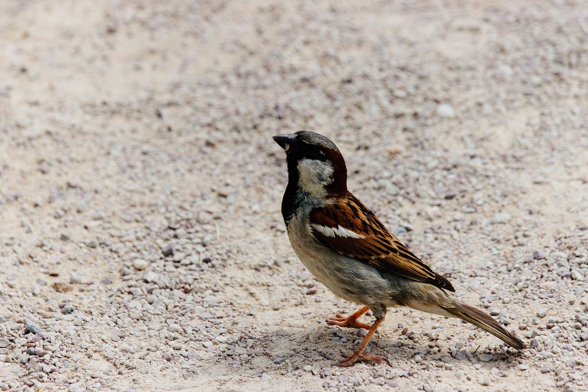 a small bird standing on the ground