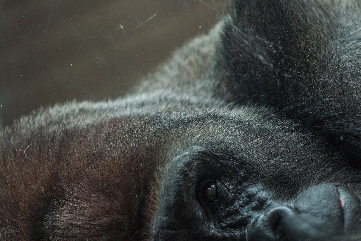 A scratched photograph of a black gorilla's face turned sideways with its eye, nose, and mouth in view