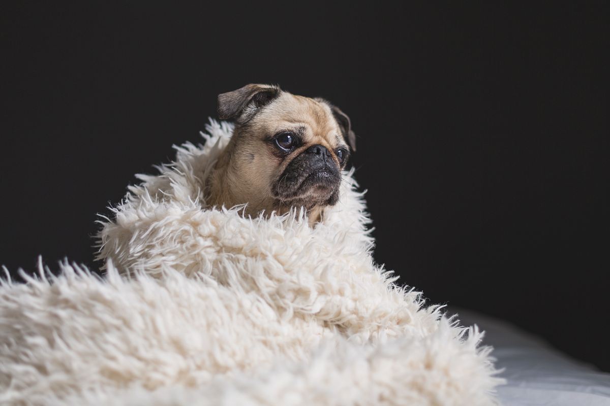 adult fawn pug covered with white fur cover