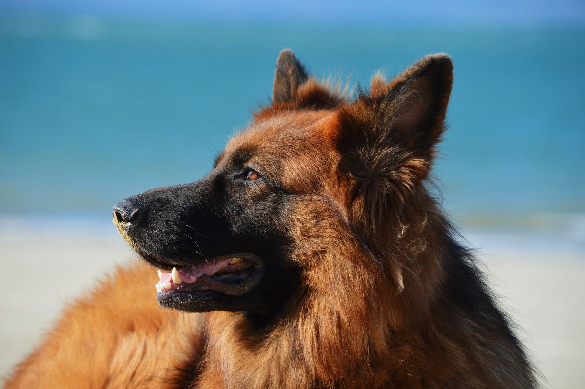 adult tan and black German shepherd
