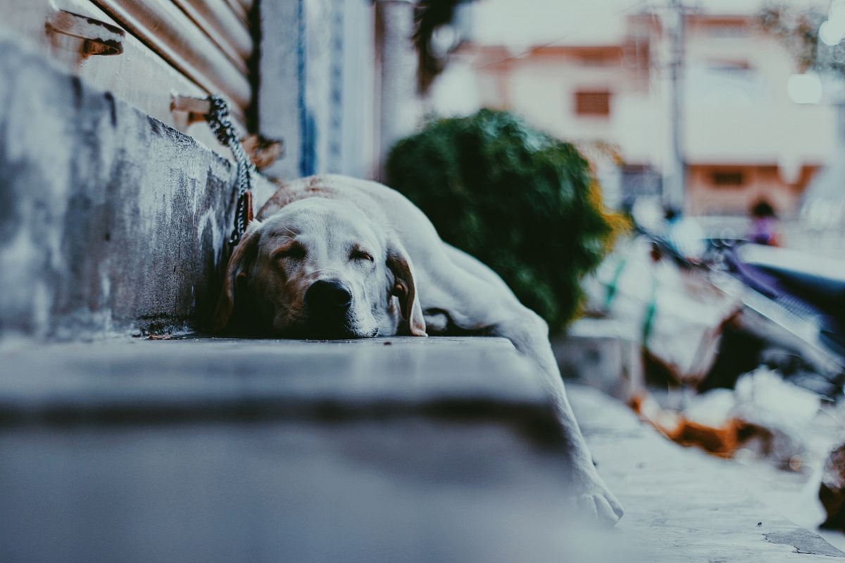 adult yellow Labrador retriever dog sleeping on gray concrete stepway
