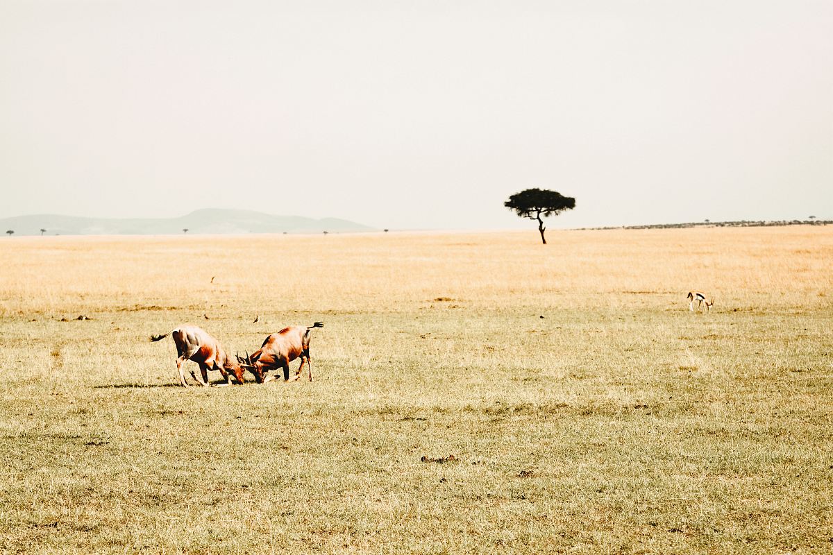 animal standing on green grass field