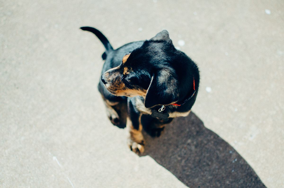black and tan doberman puppy sitting in the ground
