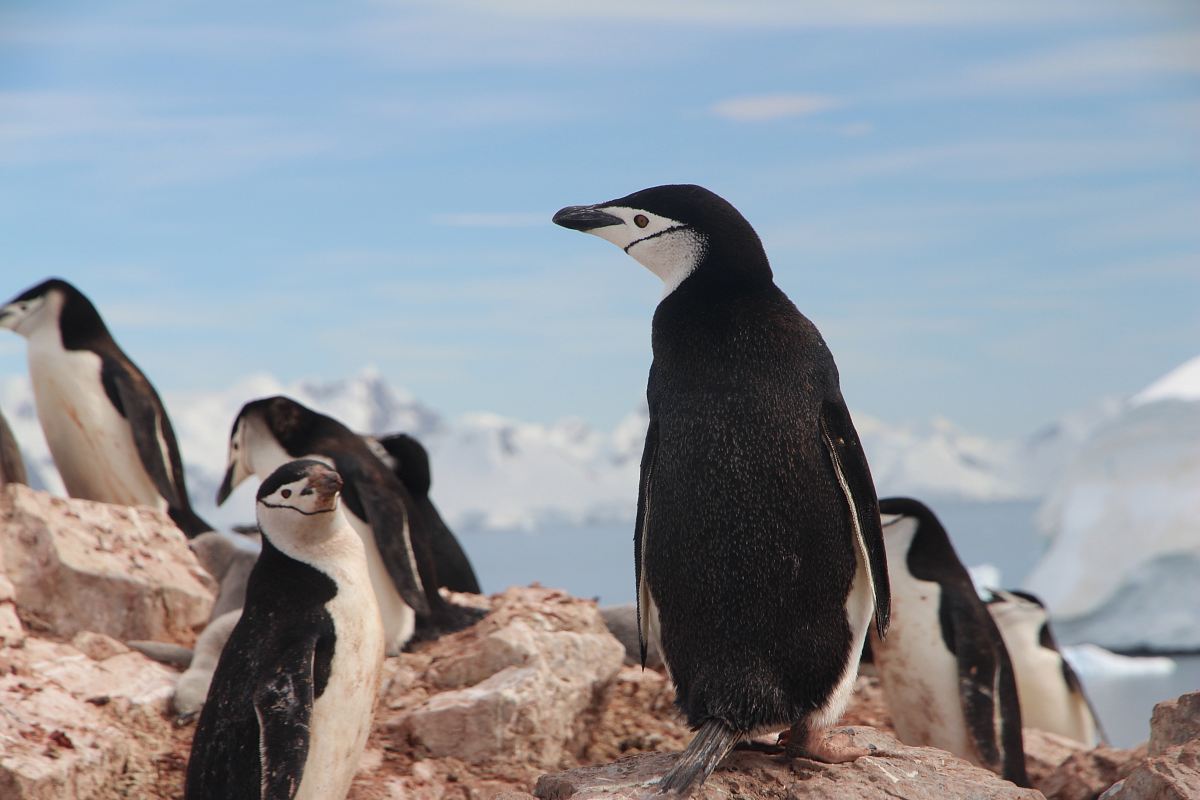 black and white rock penguins on gray rock