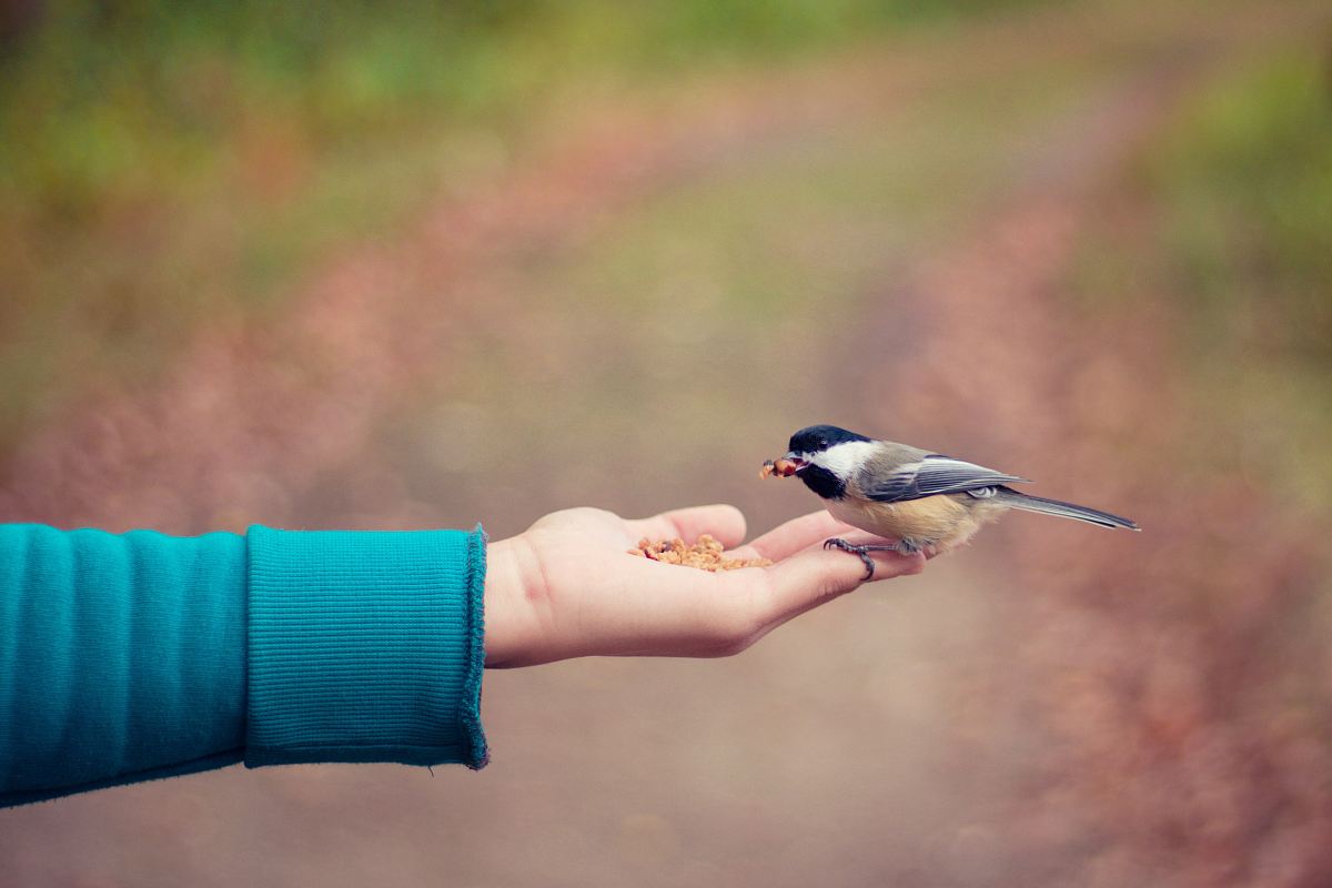 black, brown, and white bird standing on person right hand