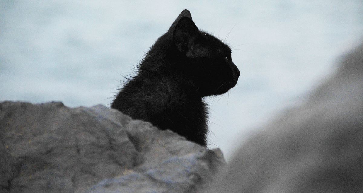 black cat behind stone