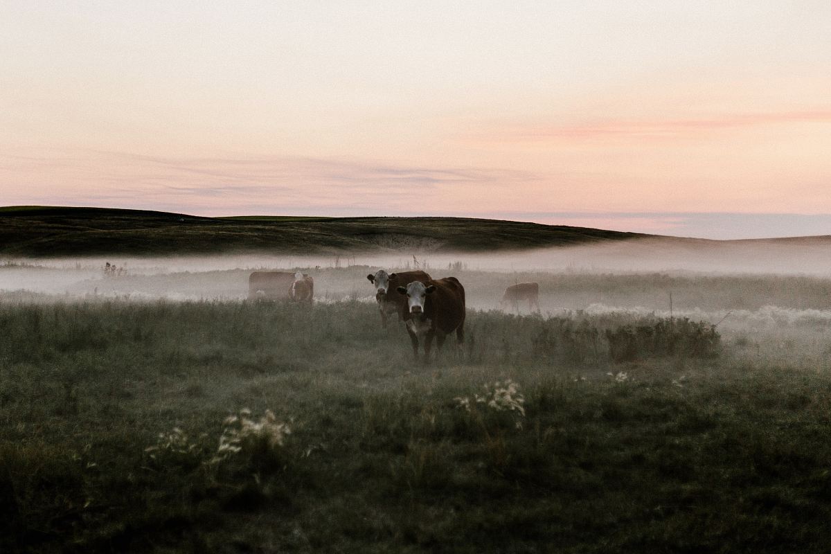 black cow standing on green grass