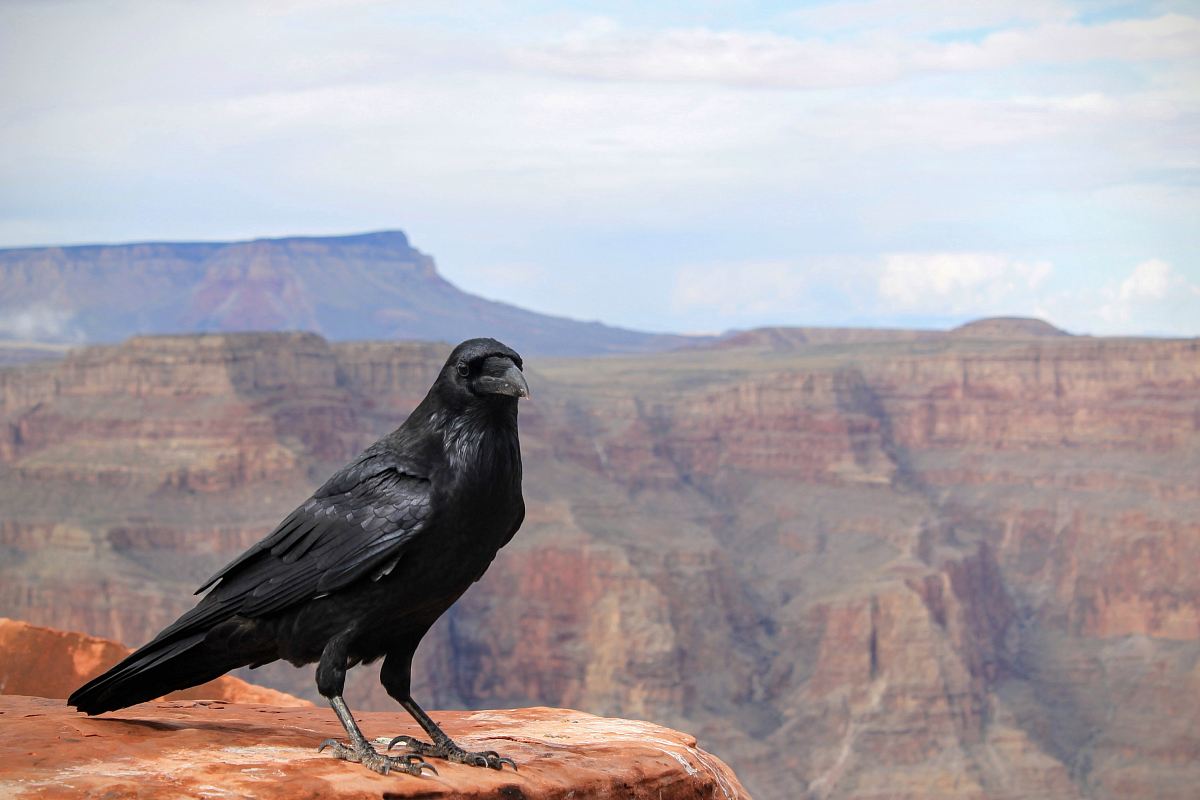 black crow on top of Grand Canyon, Arizona