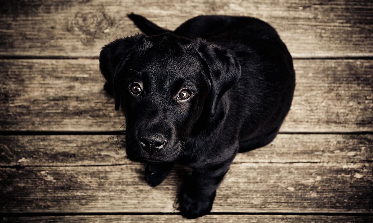 black puppy