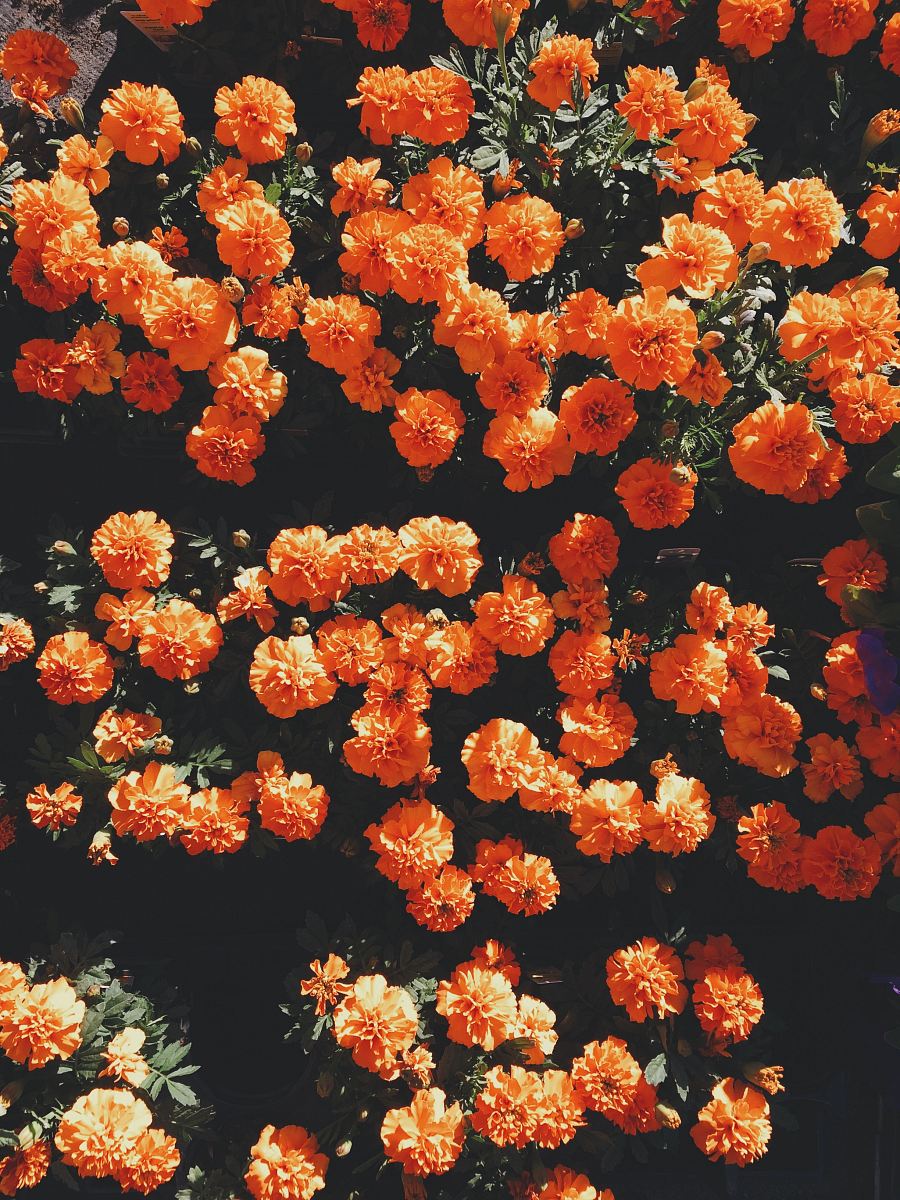 blooming orange petaled flowers at daytime