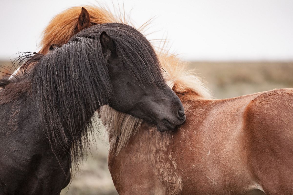 brown and black horses