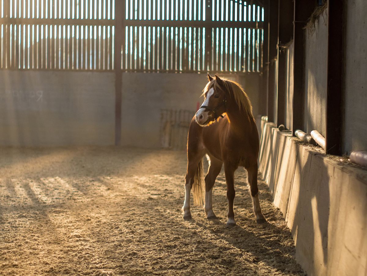 brown and white horse on stable
