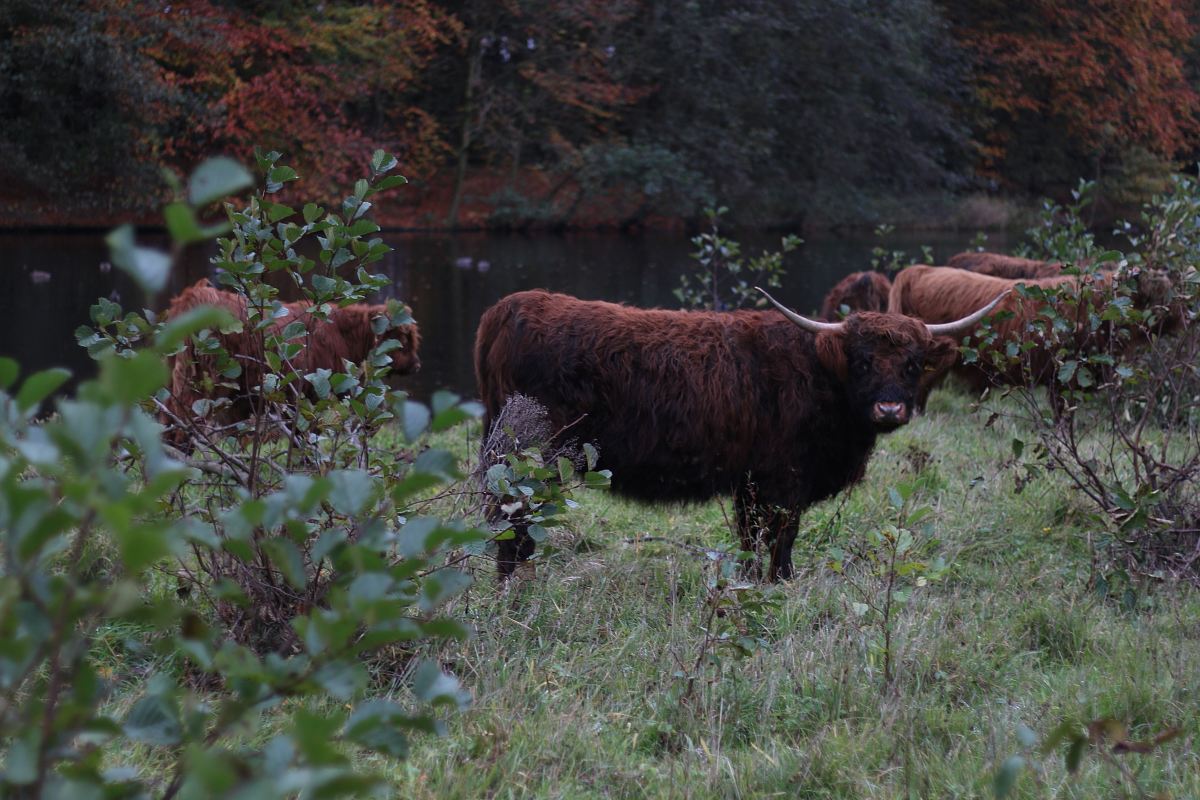 brown bison near body water during daytime