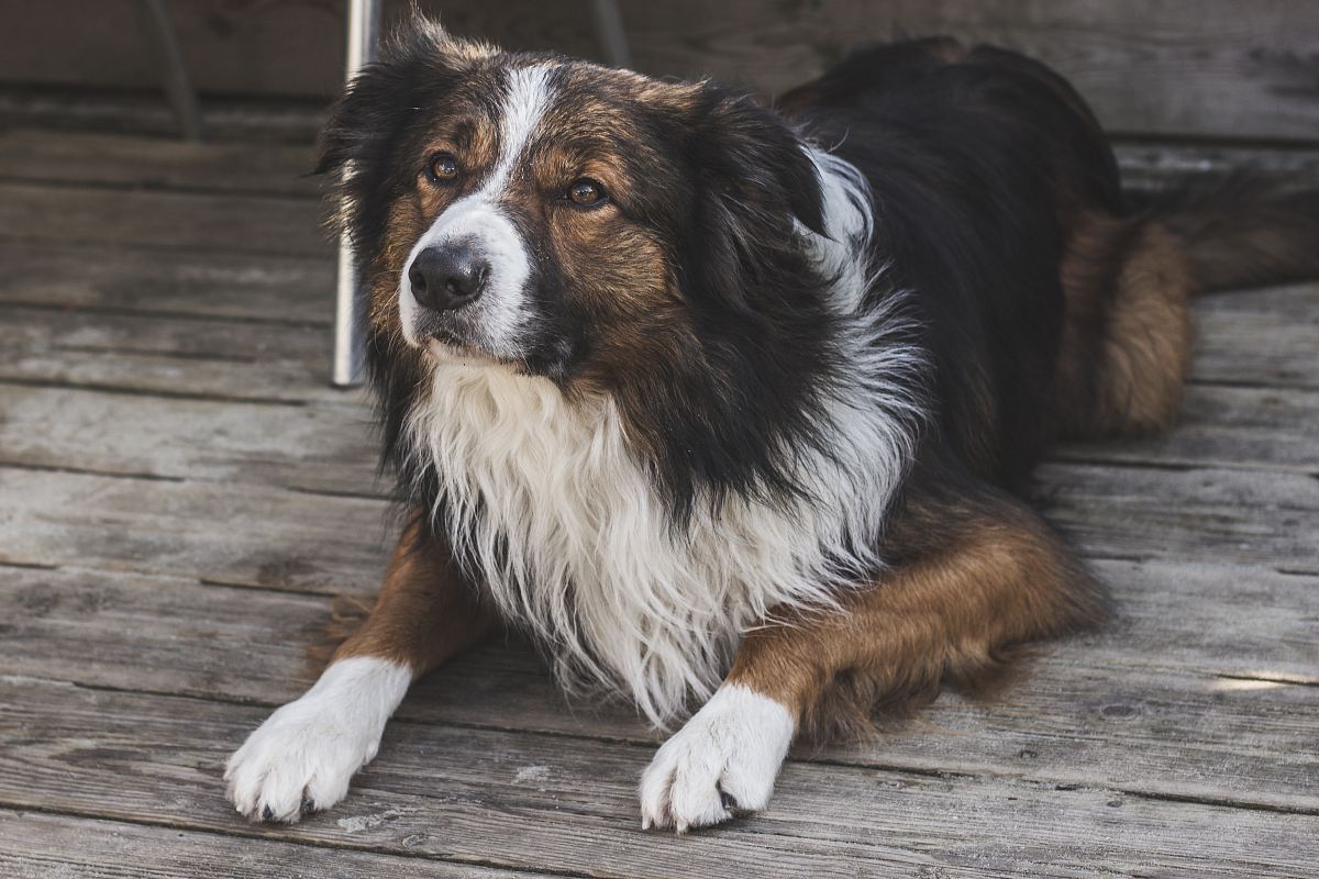 brown, black, and white dog lying on floor
