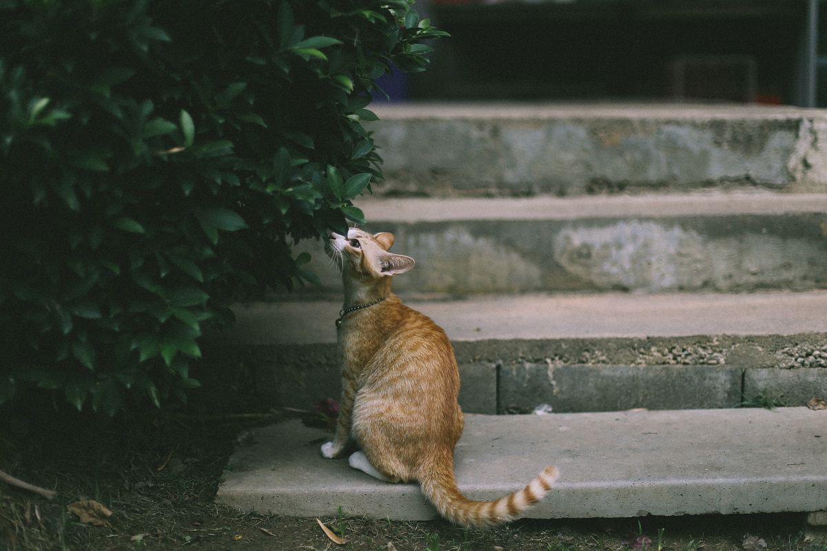 brown cat