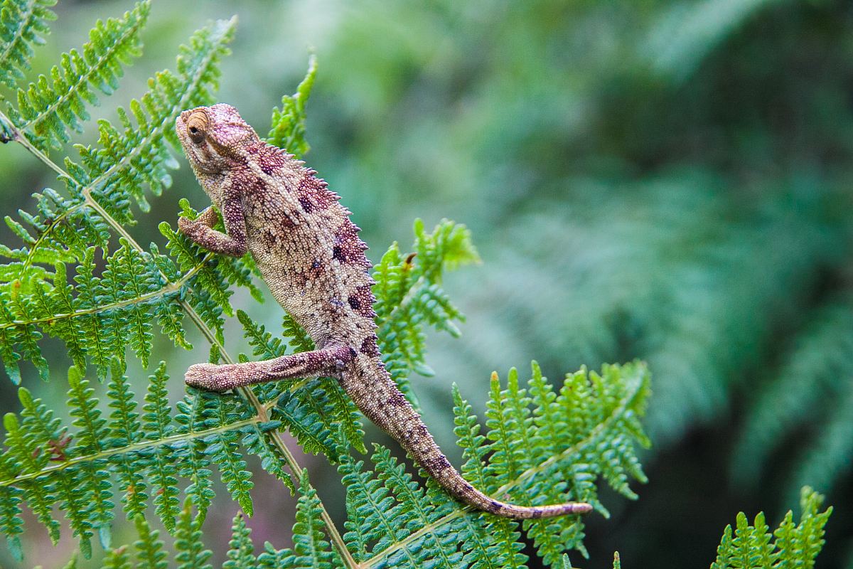 brown chameleon on green leaf