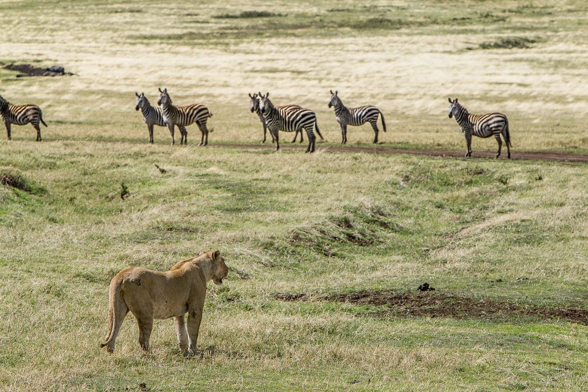 brown Cheetah hunting zebras
