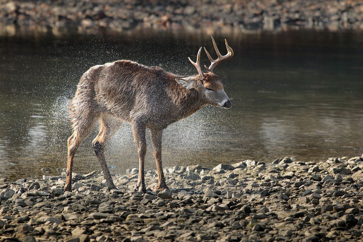 brown deer near body of water