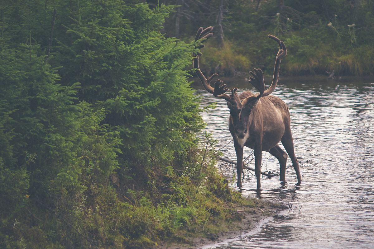 brown deer on body of water