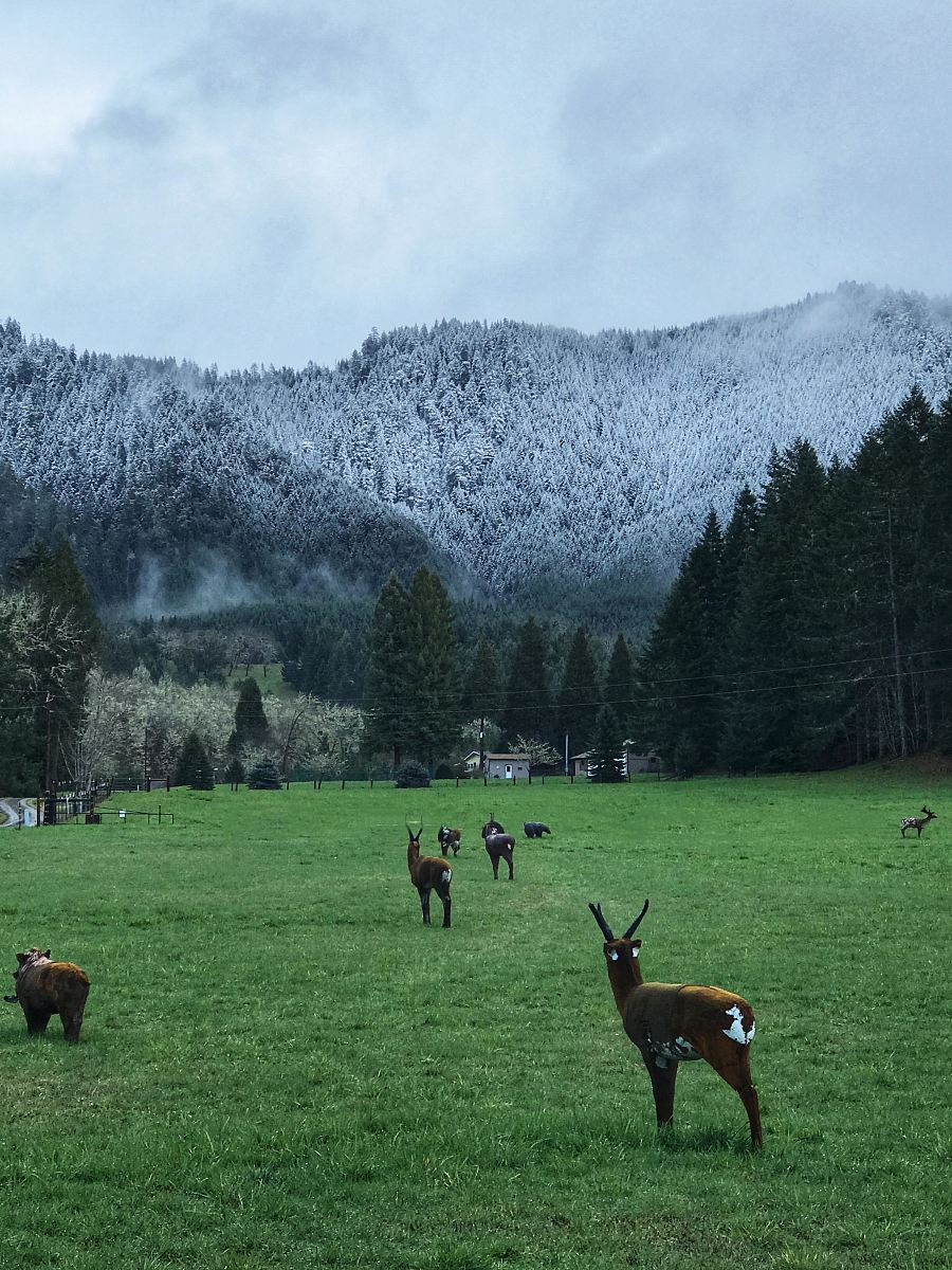 brown deer on grass field in front of tall trees