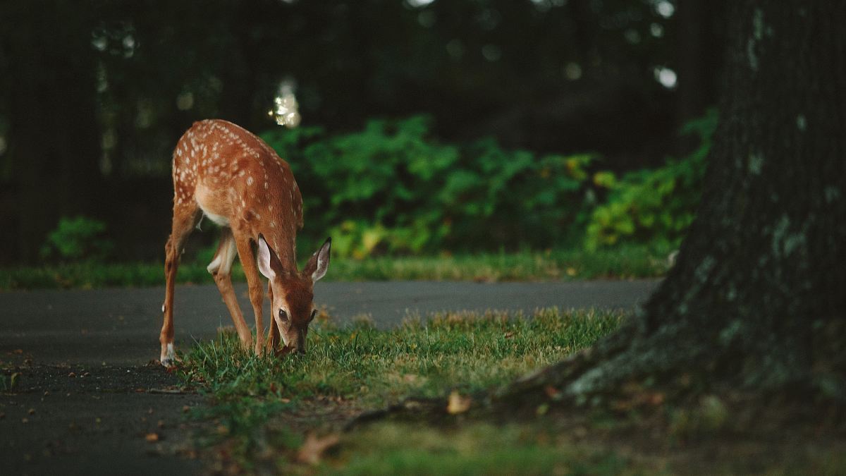 brown deer standing near tree
