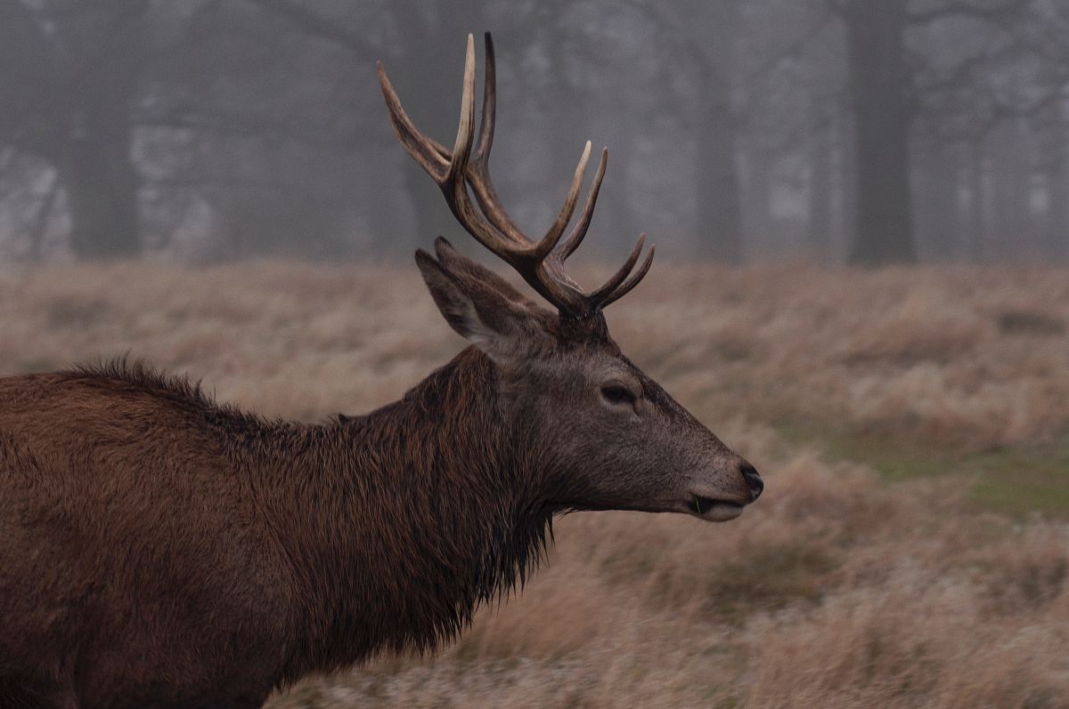 brown deer standing on field