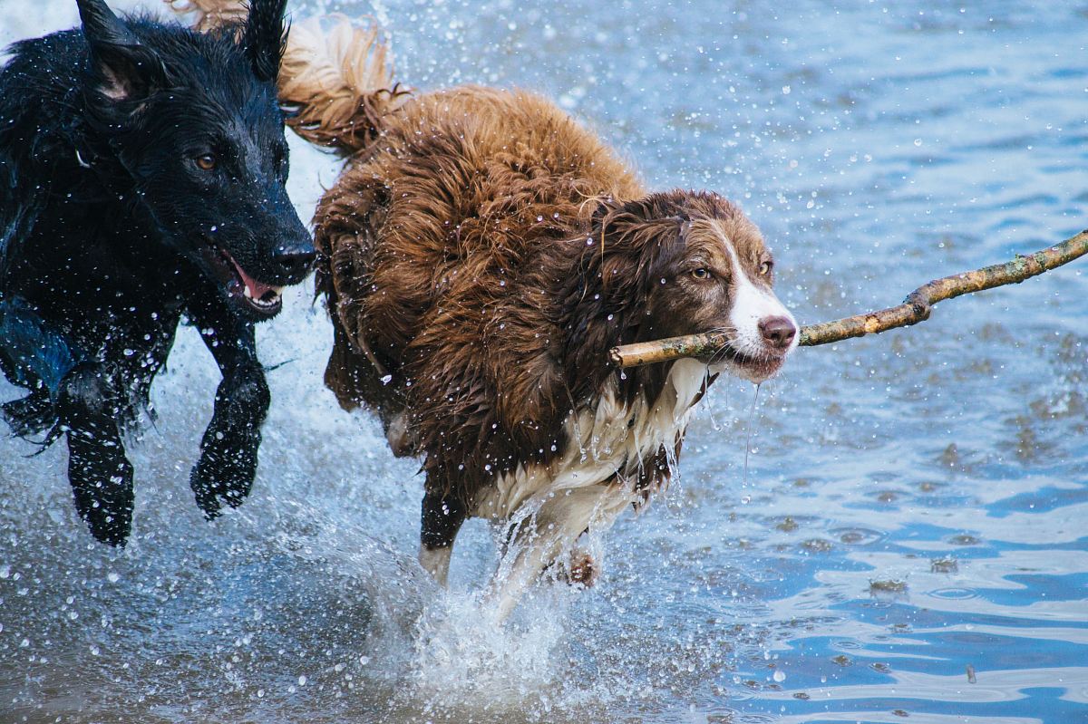brown dog with stick running together with black dog on water