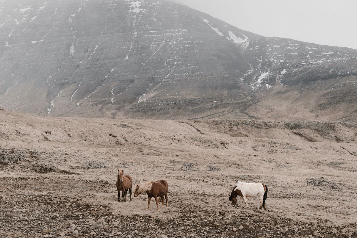 brown goat between mountain