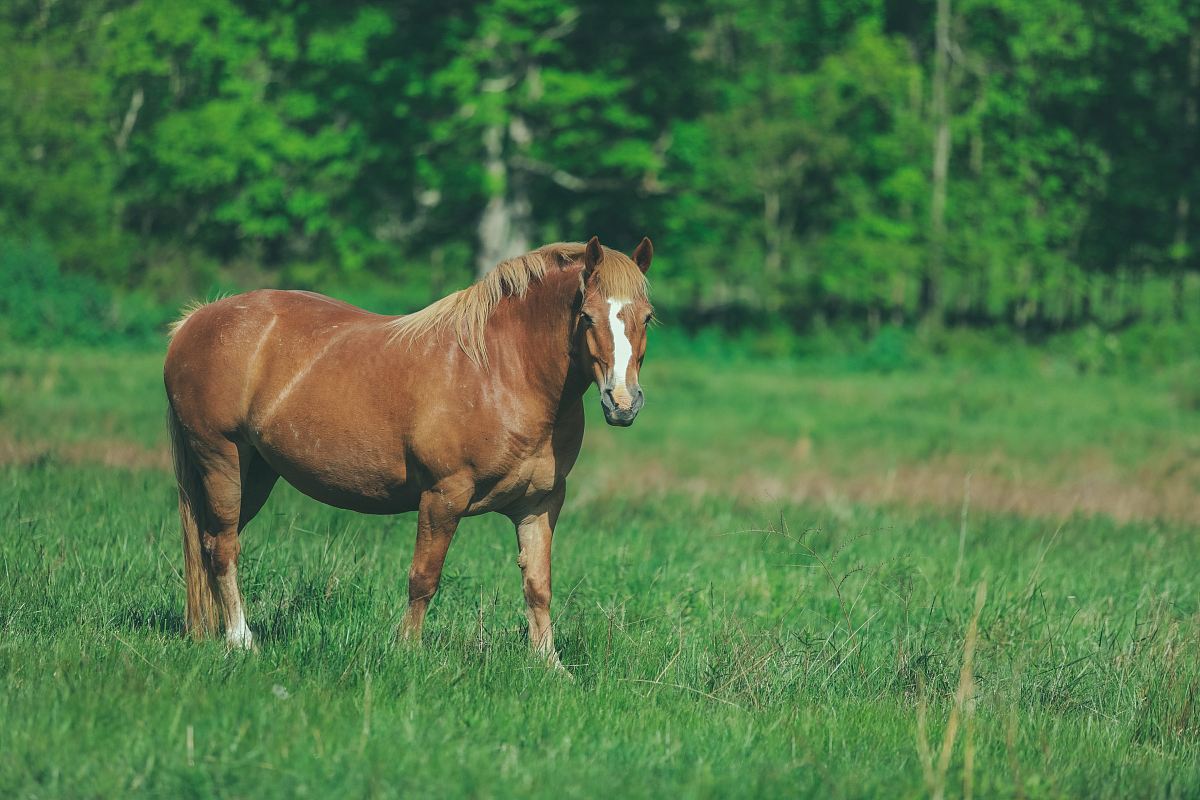brown horse