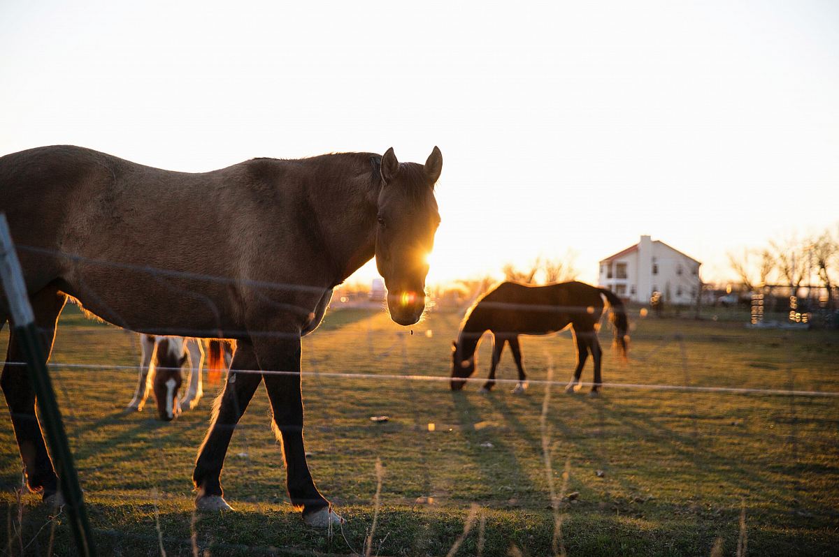 brown horse standing on grass field near house