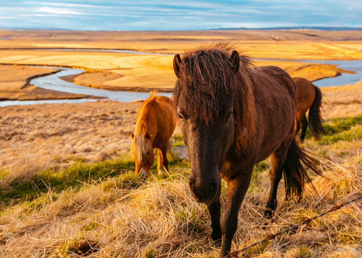 brown horses standing on green and brown grasses during daytime