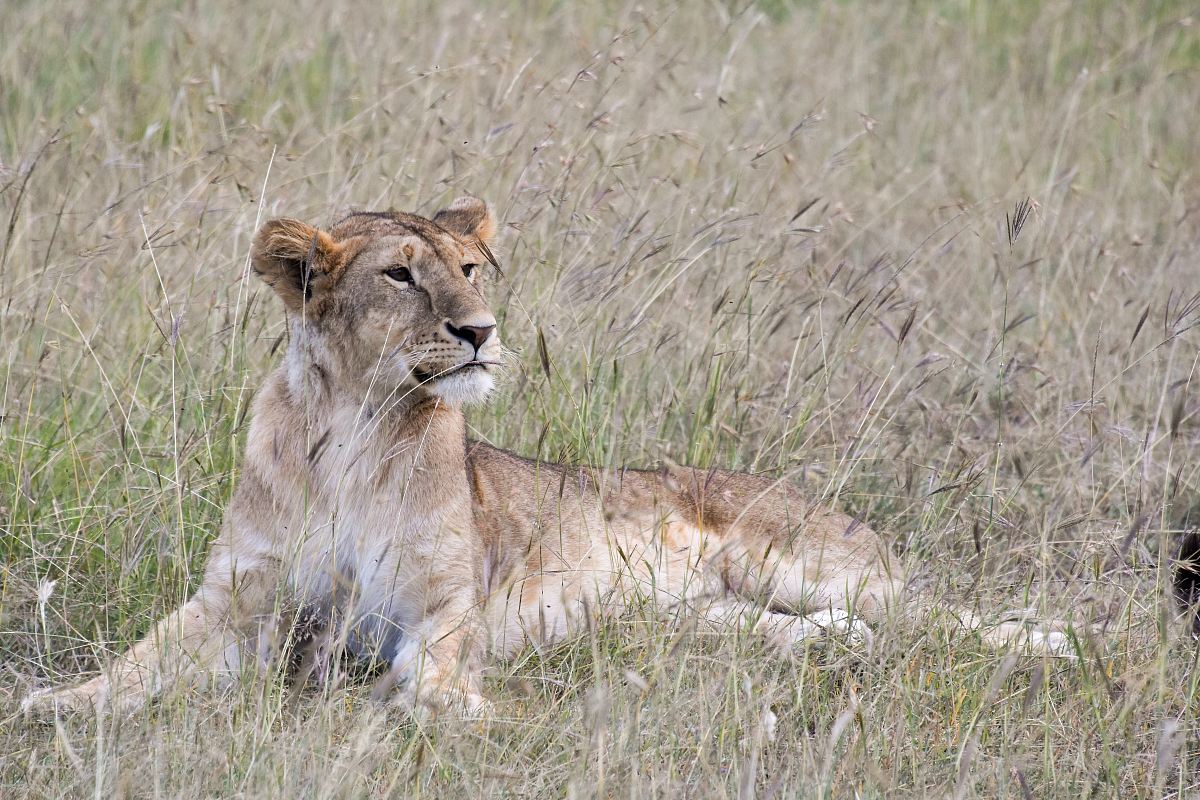 brown lioness lying on green grass